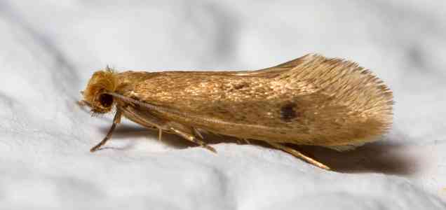 clothes moth