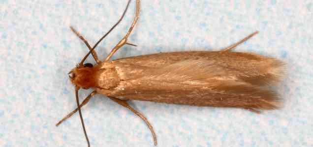 Common Moth Species - Moth Removal