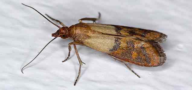 clothes moth