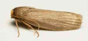 MOTH IMAGES - LESSER WAX MOTH