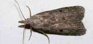 MOTH IMAGES - WAX MOTH