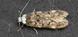 MOTH IMAGES - WHITE SHOULDERED HOUSE MOTH