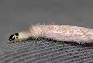 Case Bearing Clothes Moth Treatment - Moth Removal